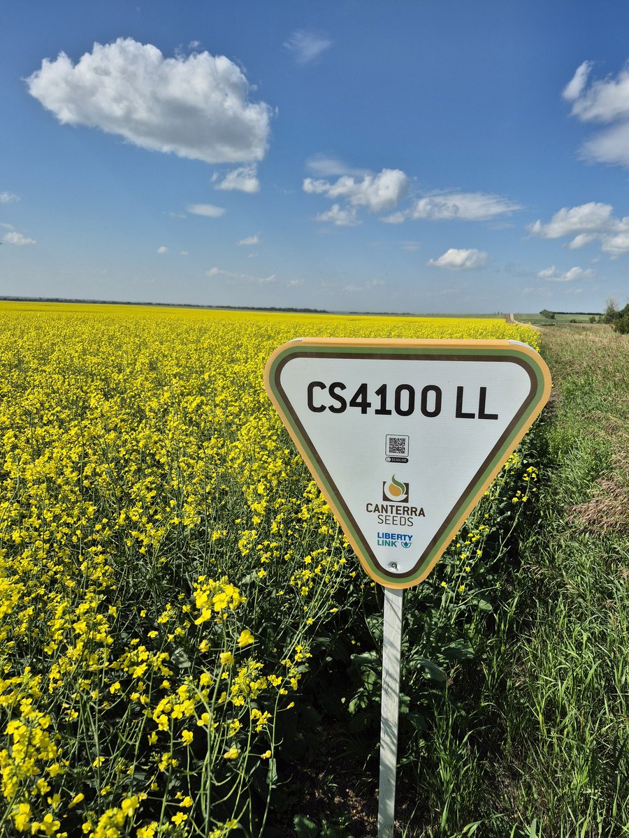 Page__Newton's tweet photo. Beauty of a @canterraseeds NEW #CS4100LL field of gold @ Mark Catley's!!! Thx @SynergyAGLumsdn for your support! #WestCdnAg #saskag #canola #straightcut https://t.co/udXxBSUELX