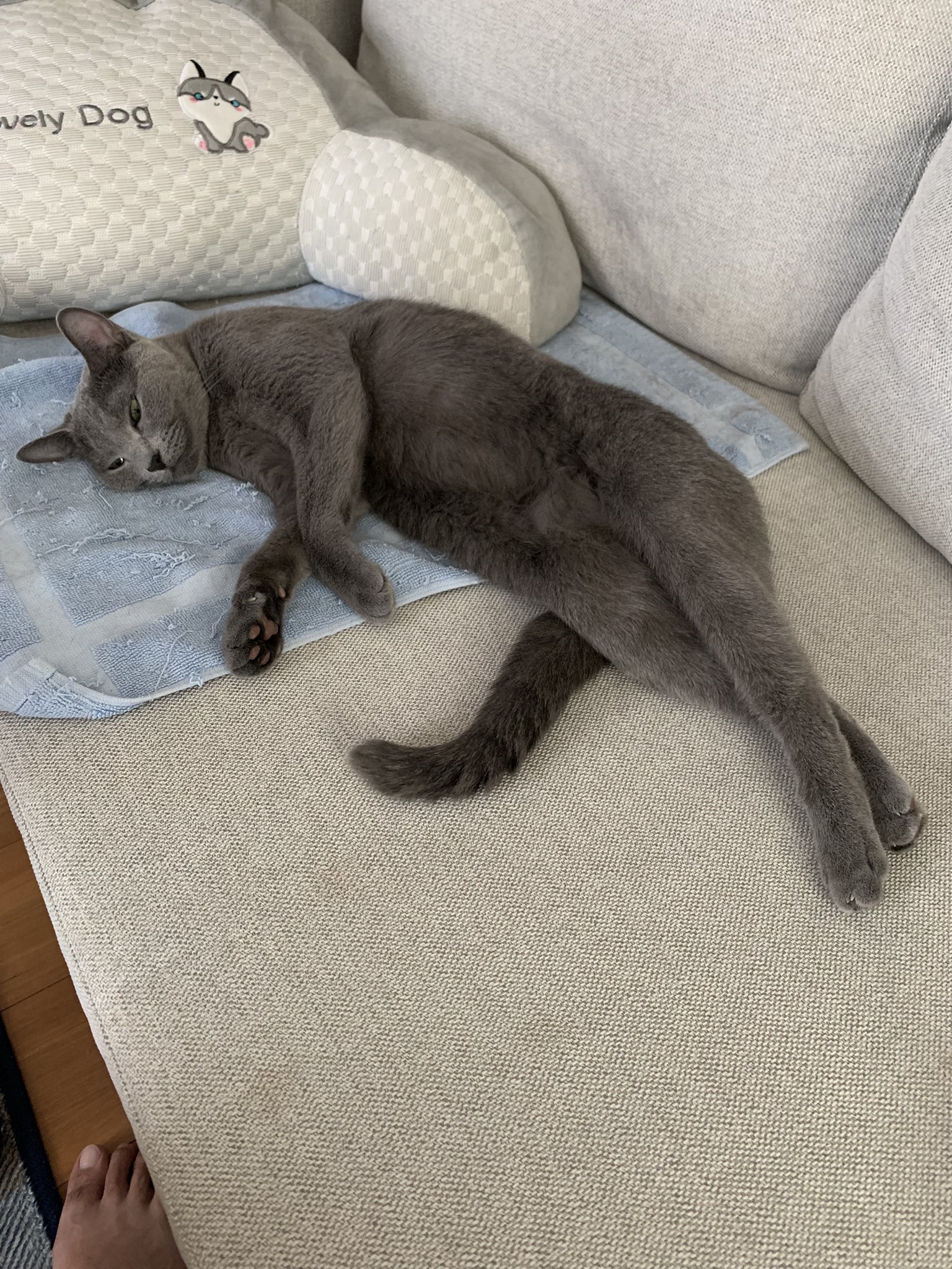 ロシアンブルーのシアン🐈‍⬛ (@kana_cosme123) / X