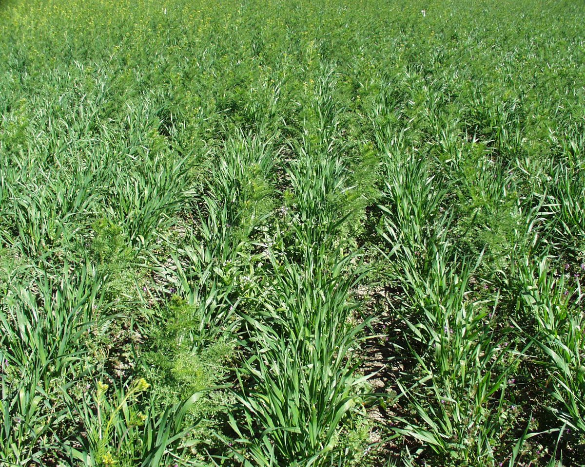 Today's eUpdate is here - full of info on #wheat streak mosaic, pre-emergence herbicides for wheat, southern #corn rust update, and many upcoming fall field days and seminars! Check it out! bit.ly/4madC9p