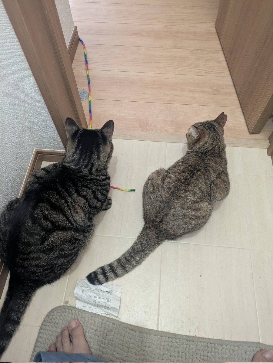 ニャルソック！

飼い主のトイレを外敵から守る！

#猫のいる暮らし𓃠