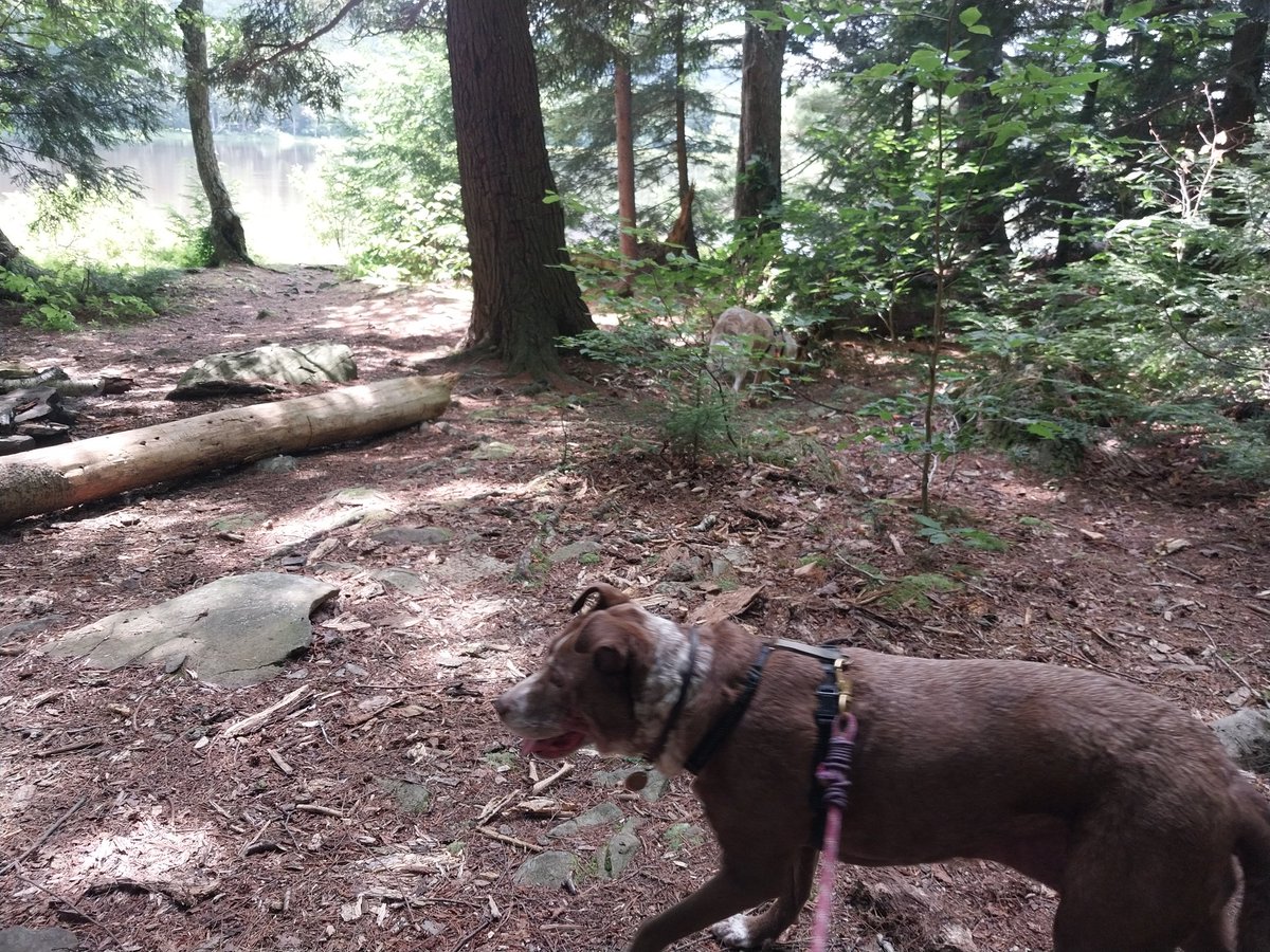 StoneandShield's tweet image. Had the week off of work, but money's tight, so couldn't do much. But we were able to have a nice day, bringing the pups out to the lake. I even took two pictures, haha.