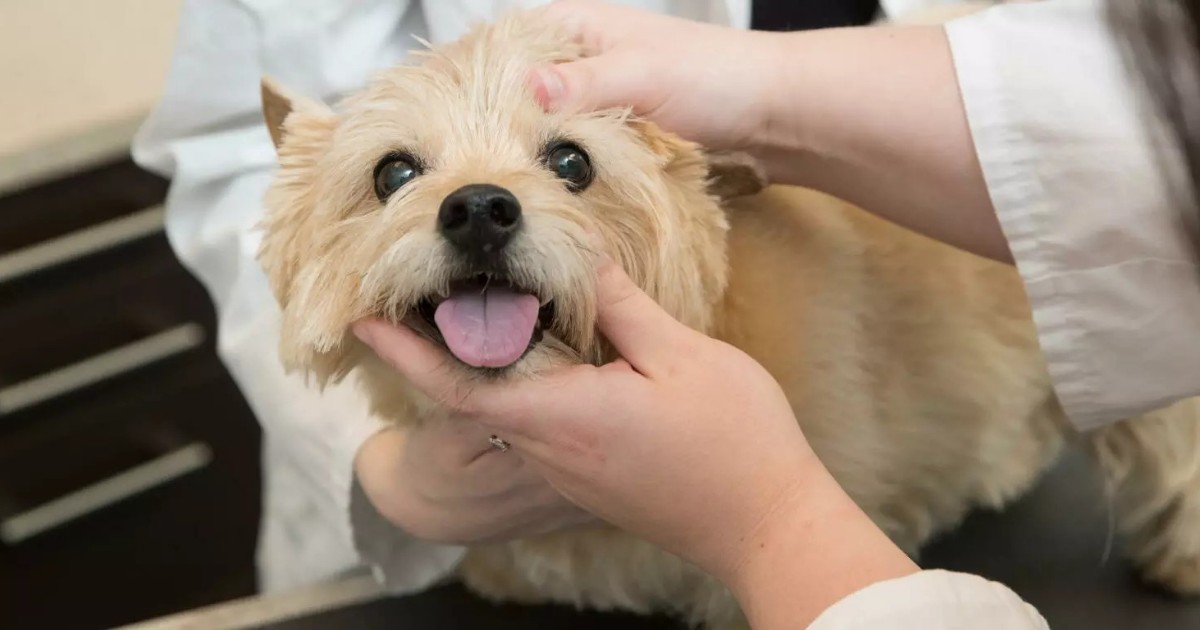 UCalgary's tweet image. One of #UCalgary’s first veterinary medicine graduates, Dr. Katherine Sparkman, explores how to maintain healthy communication with your pets bit.ly/3GdgUtc