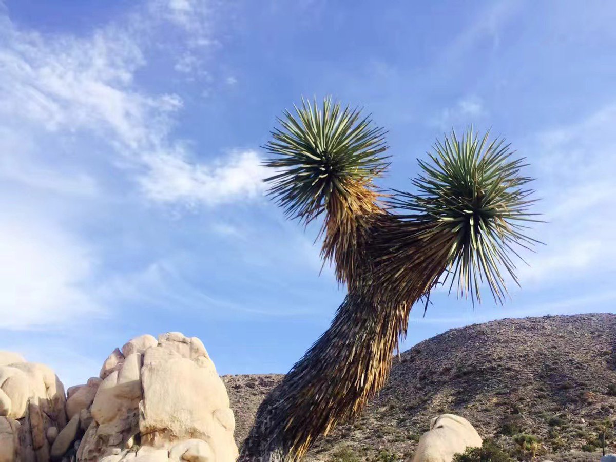 andy33221267's tweet photo. Joshua Tree https://t.co/0qpPG2K6bE