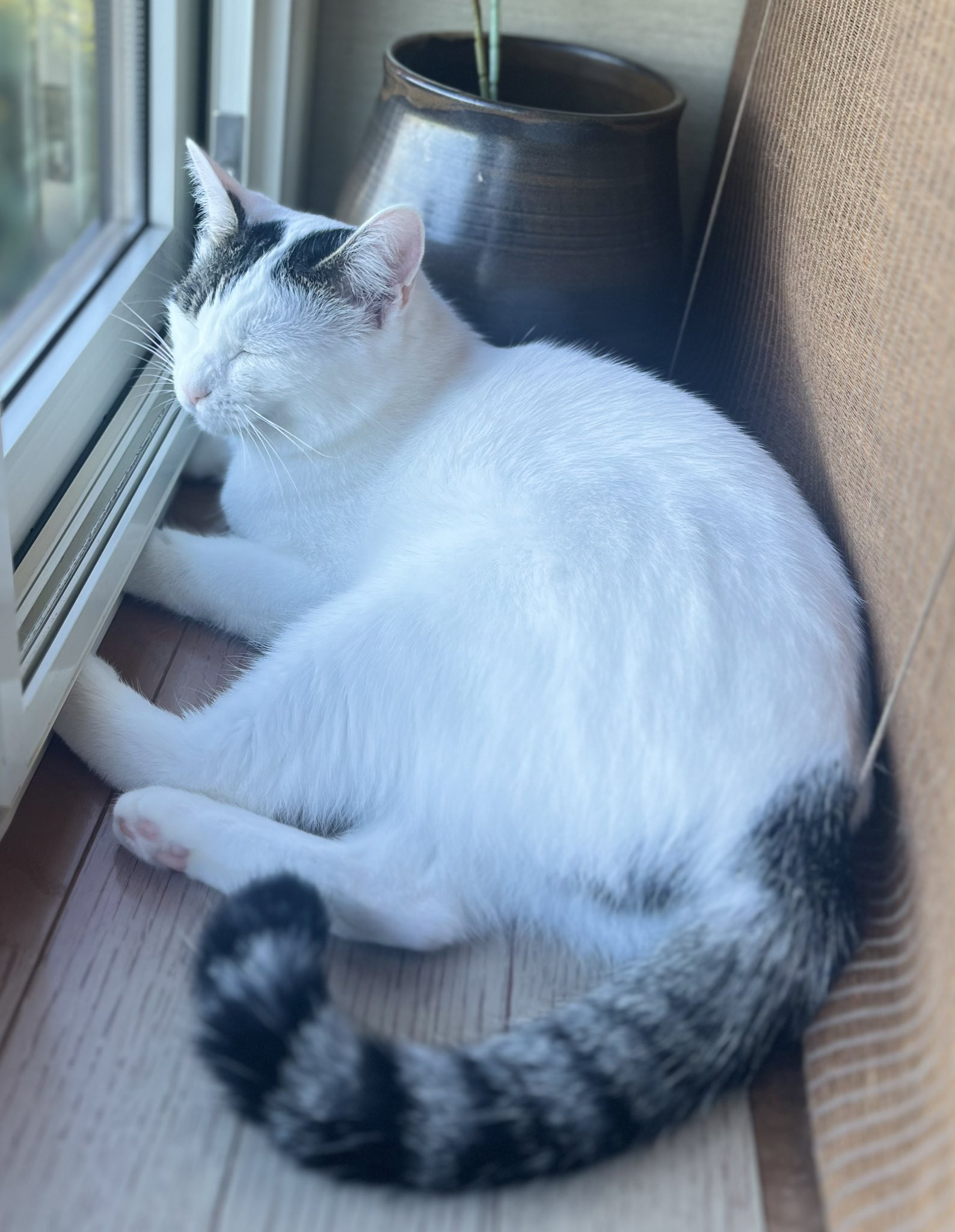 ⑤年またぎスペシャル やっぱり逸見と猫が好き台本　第二稿 maxresdefault.jpg
