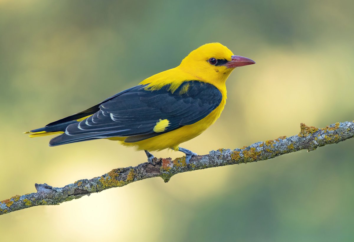 Neil Hilton tweet media