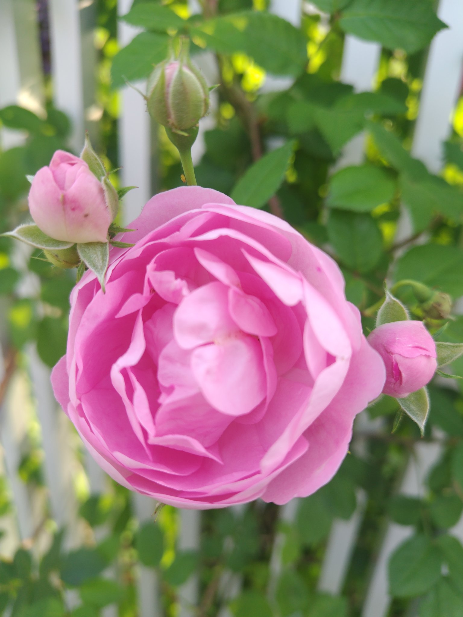 しょりん❣️うさぎちゃんとパープル❣️薔薇、蝶々フラワーアレジ゜・*:.。❁ アップルローゼスのハルシオンちゃん🩷 昨年の新苗が早くも2m