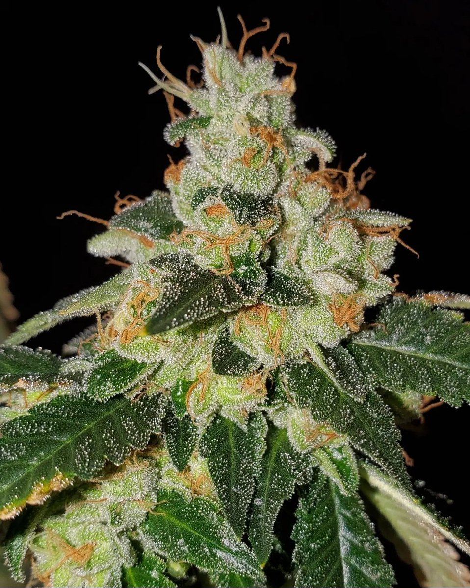 HigherGradeHerb's tweet image. Chem 91
