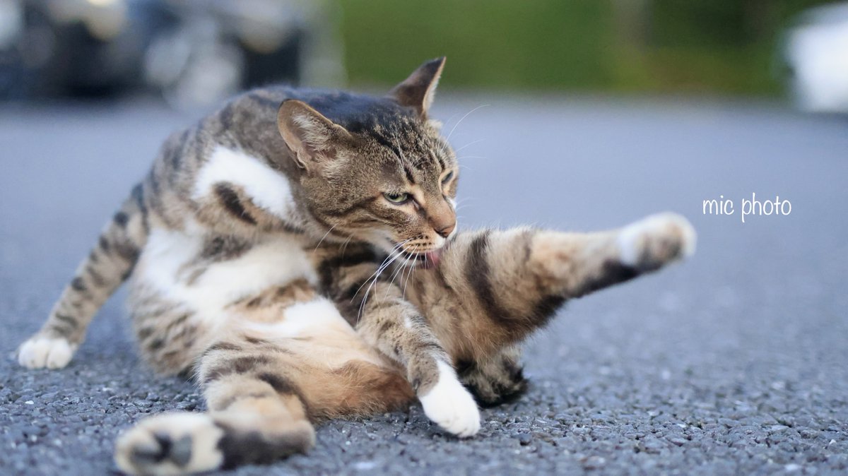 mic19951010's tweet image. 今日のにゃんこ達🐈 2025/7/25
#photography
#ファインダー越しの私の世界
#キリトリセカイ