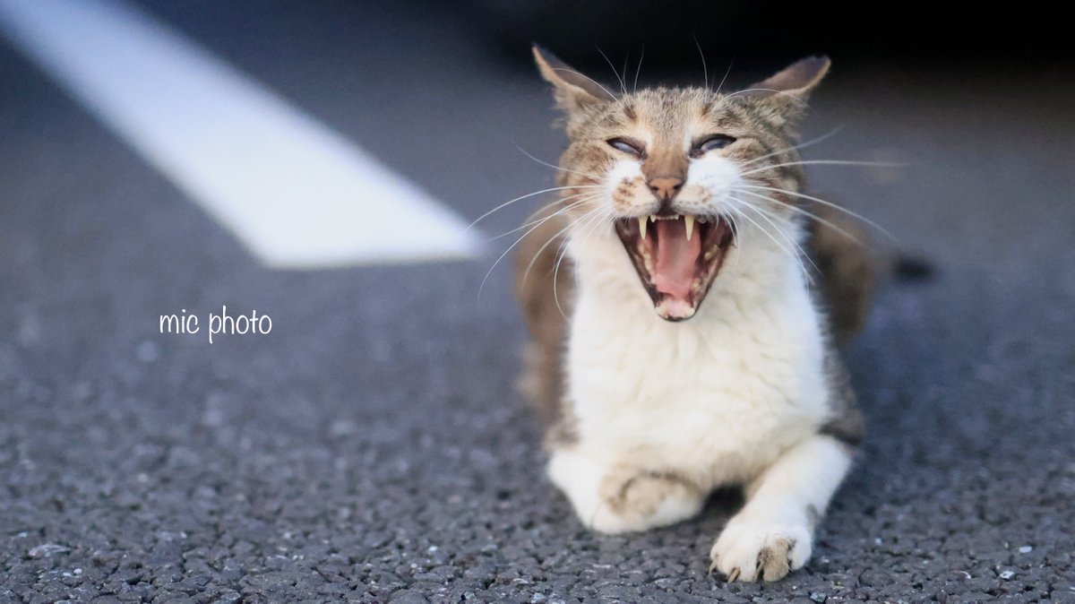 mic19951010's tweet image. 今日のにゃんこ達🐈 2025/7/25
#photography
#ファインダー越しの私の世界
#キリトリセカイ