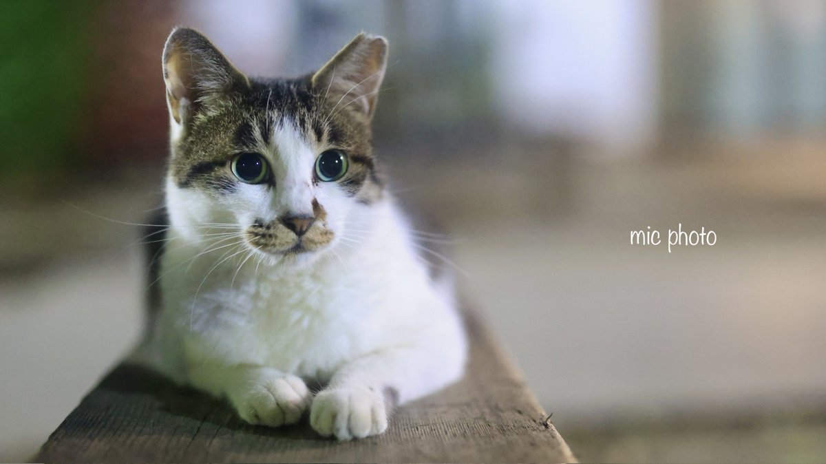 mic19951010's tweet image. 今日のにゃんこ達🐈 2025/7/25
#photography
#ファインダー越しの私の世界
#キリトリセカイ