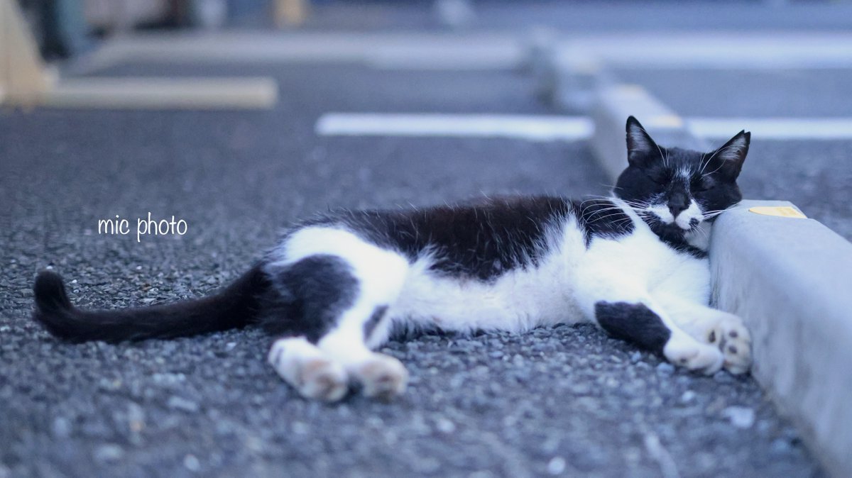 mic19951010's tweet image. 今日のにゃんこ達🐈 2025/7/25
#photography
#ファインダー越しの私の世界
#キリトリセカイ