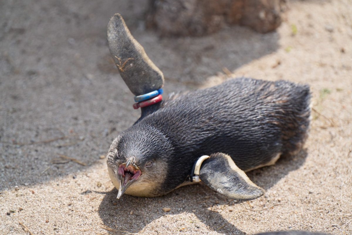 haru3131sui's tweet image. ＼おはようございます／

#葛西臨海水族園