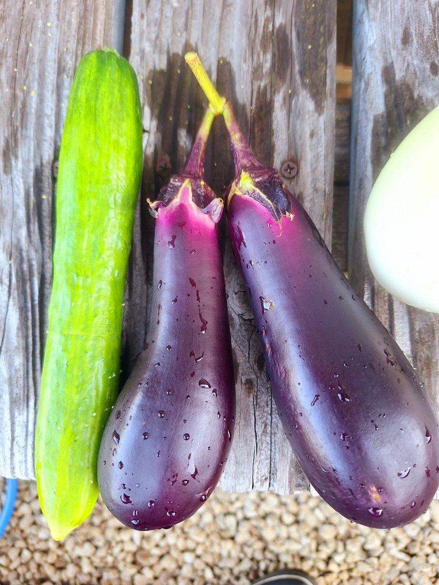 ただいまおはようおかひじき☘️
今朝の収穫🥒🍆🫑
立派な白ナスさんありがとう✨
隠れててでかくなりすぎたキュウリと双子の🍆さんありがとう✨
キュウリは7本🥒

現在キュウリ 224本目🥒