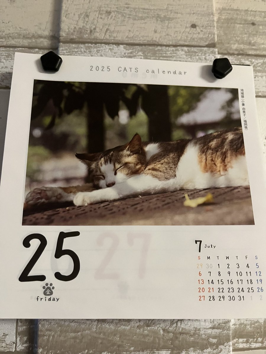 egc51sary1's tweet image. おはようございます*\(^o^)/*

7月25日猫めくり

猫も伸びてますね｡ﾟ(ﾟ´Д｀ﾟ)ﾟ｡

暑いですね

今日も宜しくね*\(^o^)/*