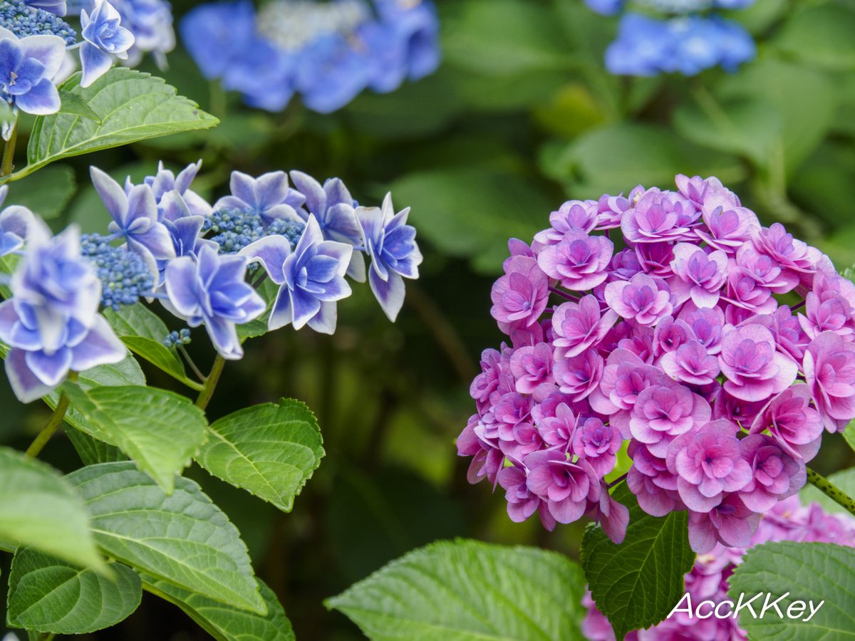 AccKKey's tweet image. おはよう花金!
暑っついけど 楽しい一日を過ごしてね
#ファインダー越しの私の世界 #AccKKey
#お写ん歩
#TLを花でいっぱいにしよう