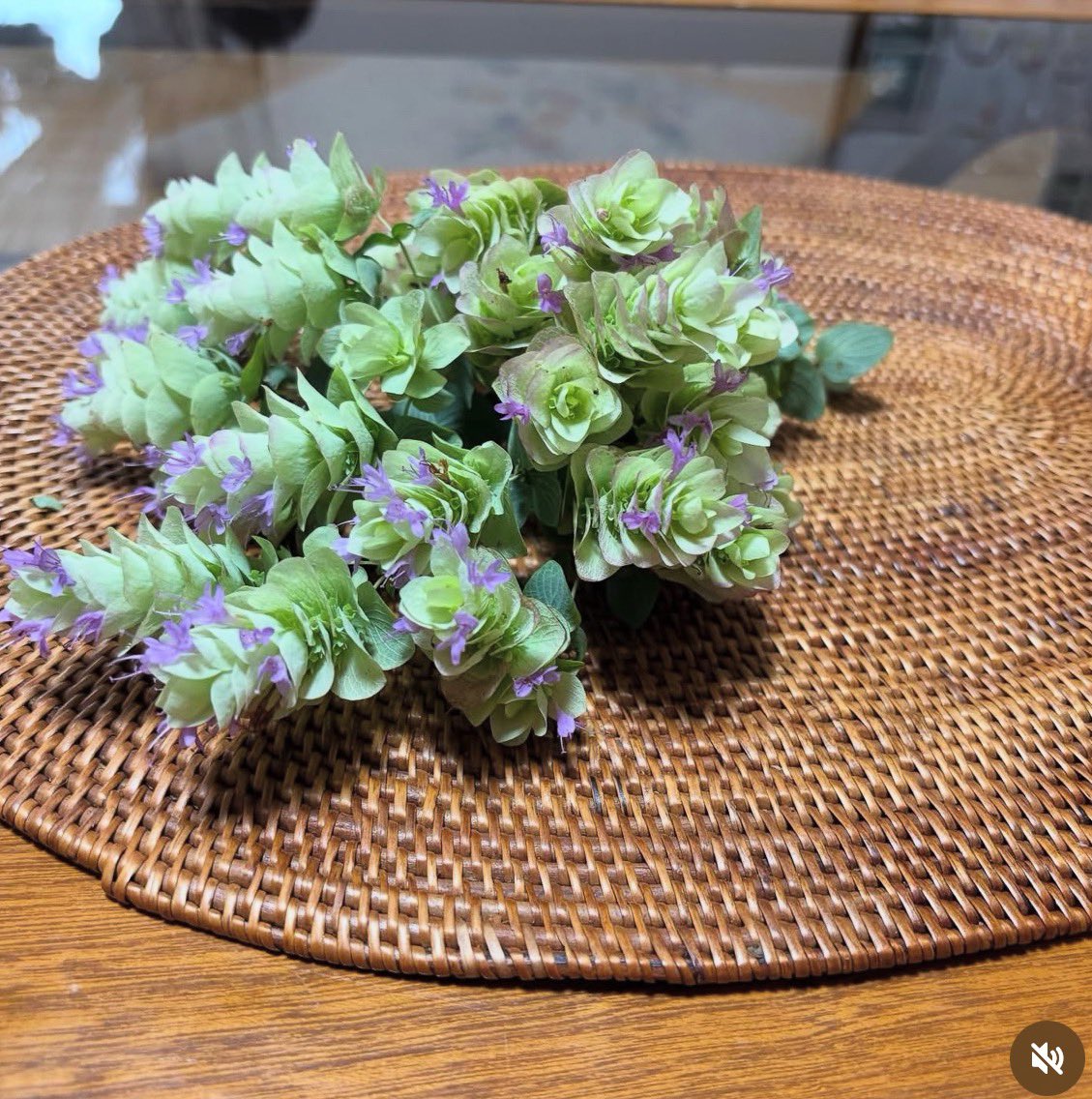 KkochinT's tweet image. オレガノ🌿