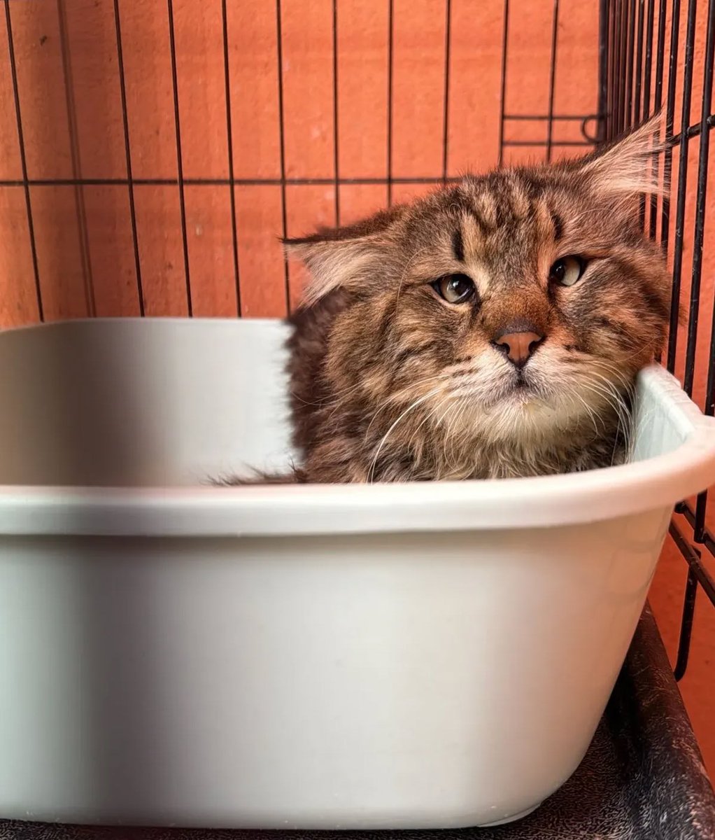 Engelli canlara öncelik!
Hem kör hem sağır kedi için İstanbul’da acil yuva aranıyor 

İletişim 5324600149