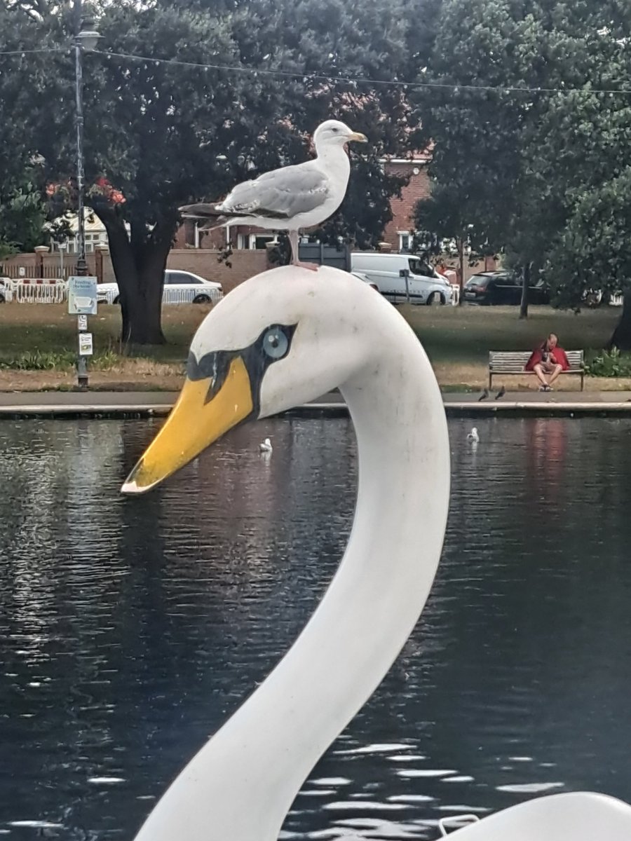 AndyFord33107's tweet image. Is it just me or are seagulls getting smaller these days?