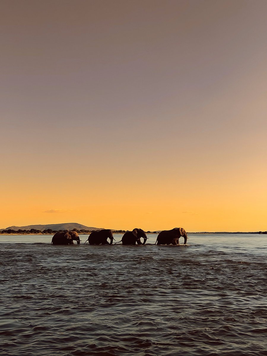 MistahMusondah's tweet image. Zambia?

I highly recommend!🫶🏾