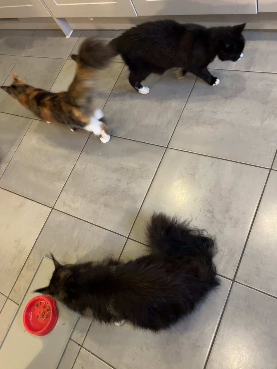DrSdeG's tweet image. Home to some very soggy moggies! Matilda had already gone back out. Remie shook water everywhere like a dog and Tom just sat looking soggy 😂
Betty was smugly dry, as was Caramel