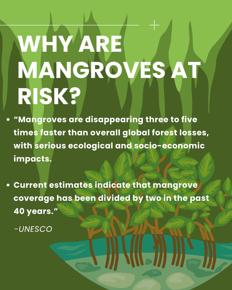 SpringbayStudio's tweet image. 🌿 Mangroves matter — and so does the way we teach them.
This #MangroveDay, give students the tools to explore and protect these vital ecosystems with iBiome Wetland — our multi-award winning app where learning meets conservation. 🌎📲
🧠 Download Today: apple.co/3IJL4oK