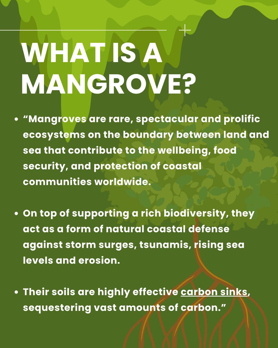 SpringbayStudio's tweet image. 🌿 Mangroves matter — and so does the way we teach them.
This #MangroveDay, give students the tools to explore and protect these vital ecosystems with iBiome Wetland — our multi-award winning app where learning meets conservation. 🌎📲
🧠 Download Today: apple.co/3IJL4oK