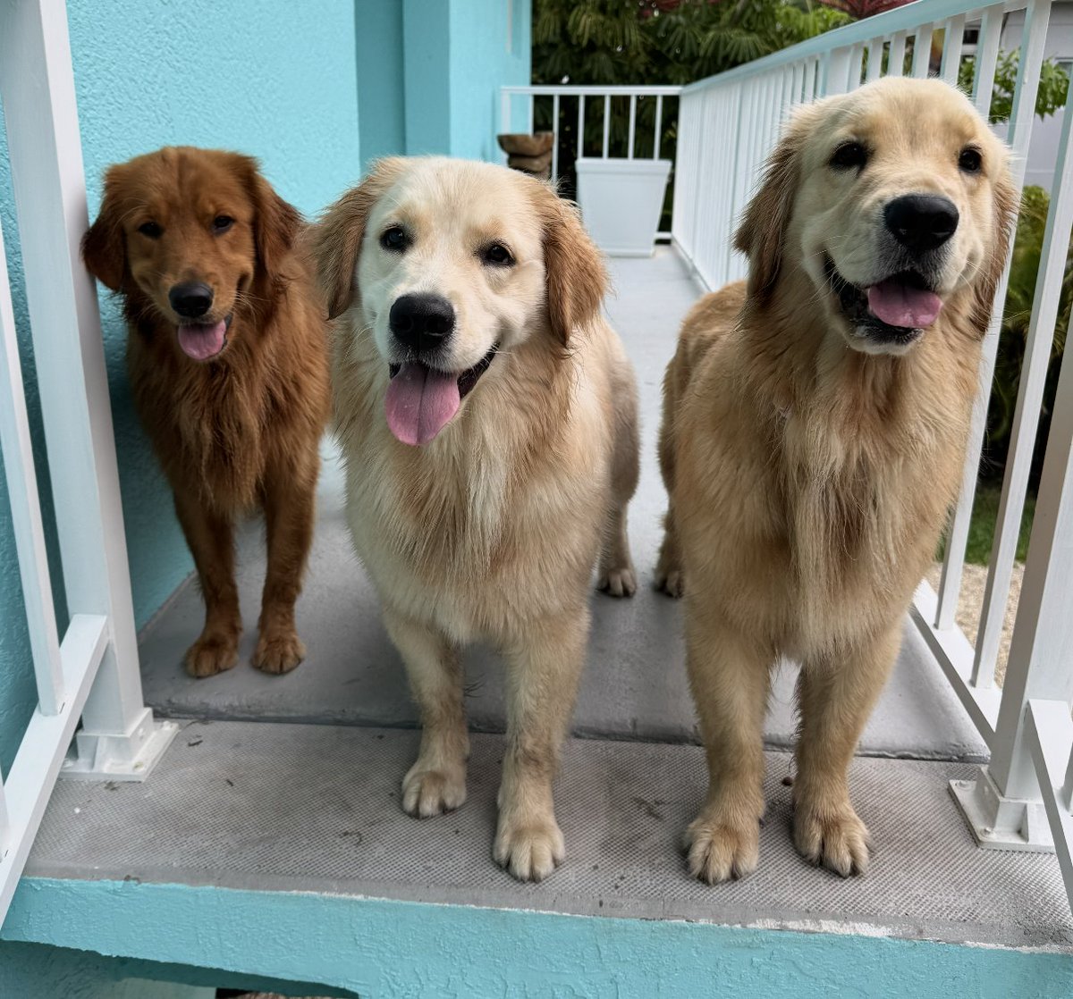 Hi Friends! A final request for stories for my next dog book. This time it's about fairness.  Does your dog share treats and take turns (or not?)
Are they gentle w/the vulnerable, like puppies, human babies, and the elderly? 
Cerberus sez THANKS!! 
docs.google.com/forms/d/e/1FAI…