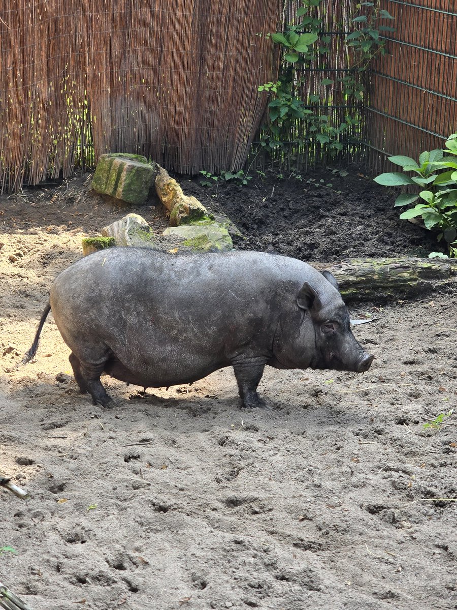 FreetimeAdventu's tweet photo. Tierpark Recklinghausen
------------------
#recklinghausen #tierpark #spazieren #heimat #Tiere  #himmelblau #natur #freetimeadventure #zoo  #landschaft  #childhood #sommer #animals #photooftheday #photography #photographer #stadtgarten
#Zoo #zoodortmund #dsw21 https://t.co/xhD0HOX9Ox