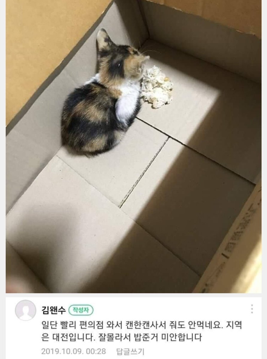 wh3r3ar3w3's tweet image. 작성자: 송왠수
고양이: 또냥희