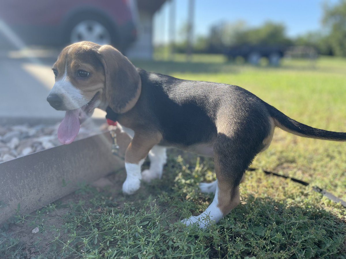 chancehambright's tweet photo. Penny loved playing at my parents’ farm yesterday - had to have her first bath afterwards 😂 #beagles https://t.co/hnKLASFxjv