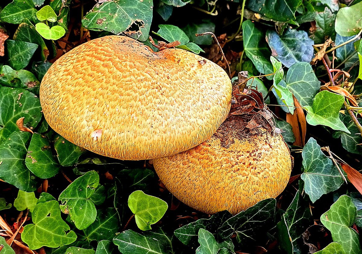 Agaricus augustus, también conocido como el #champiñón majestuoso o pardo
Agaricus augustus, also known as the majestic or brown #mushroom
#nature #science #hongos #fungi #Ciencia #naturaleza