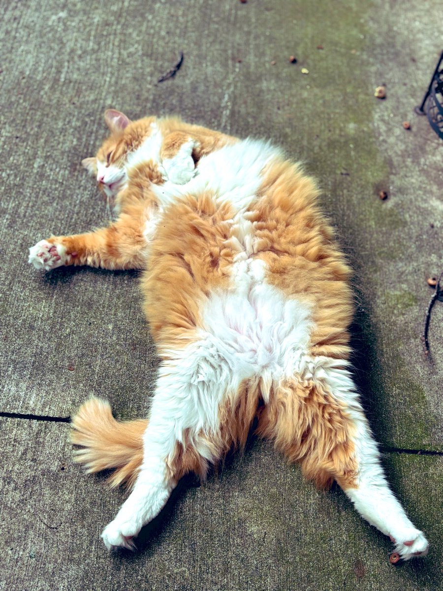 38 grados de térmica y en Indiana estamos todos haciendo desfile de panza. Incluso el gato prestado