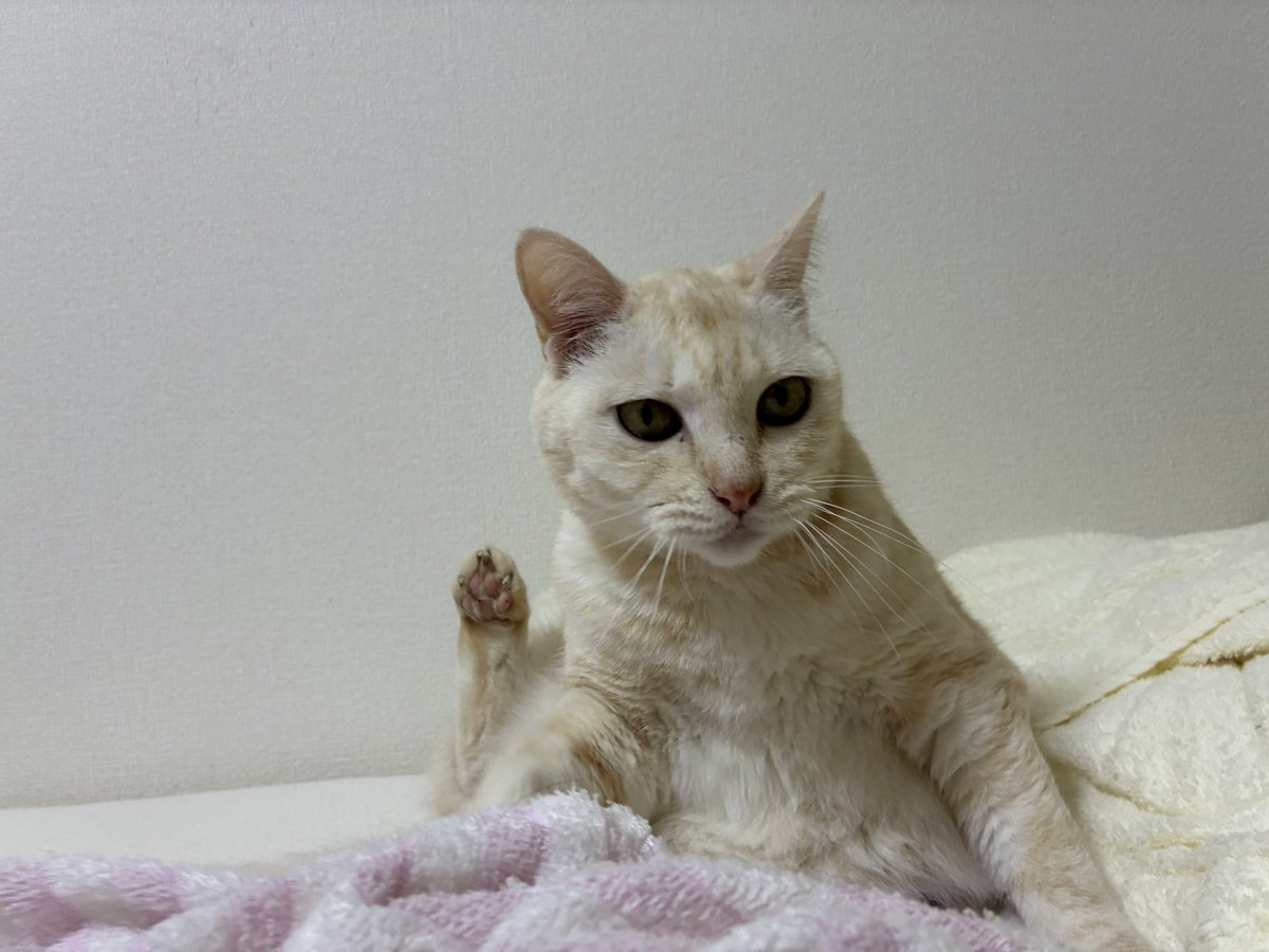 Nons00410540's tweet image. 感情移入し過ぎないようにしてたけど無理だね。9ヶ月以上毎日お世話して沢山話しかけてるもんね。
気持ちは大切なうちの子になってたよ。
生きて欲しい。
昨日の夜もこんな足ピンってしてたのに。
ダランってなっちゃって…
このまま、緊急の電話が来ませんようにと願って迎える朝が何度続くのだろう