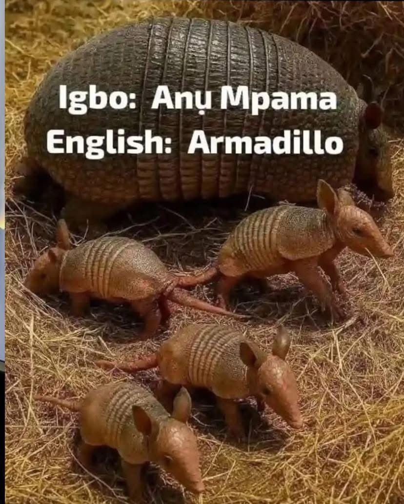 uceey97's tweet image. When someone calls you anumpama, this is what they mean…like eeh, this is what you look like 😂