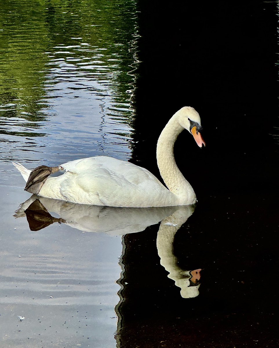 Lightness into dark, #LiffeyLinearPark #Newbridge
