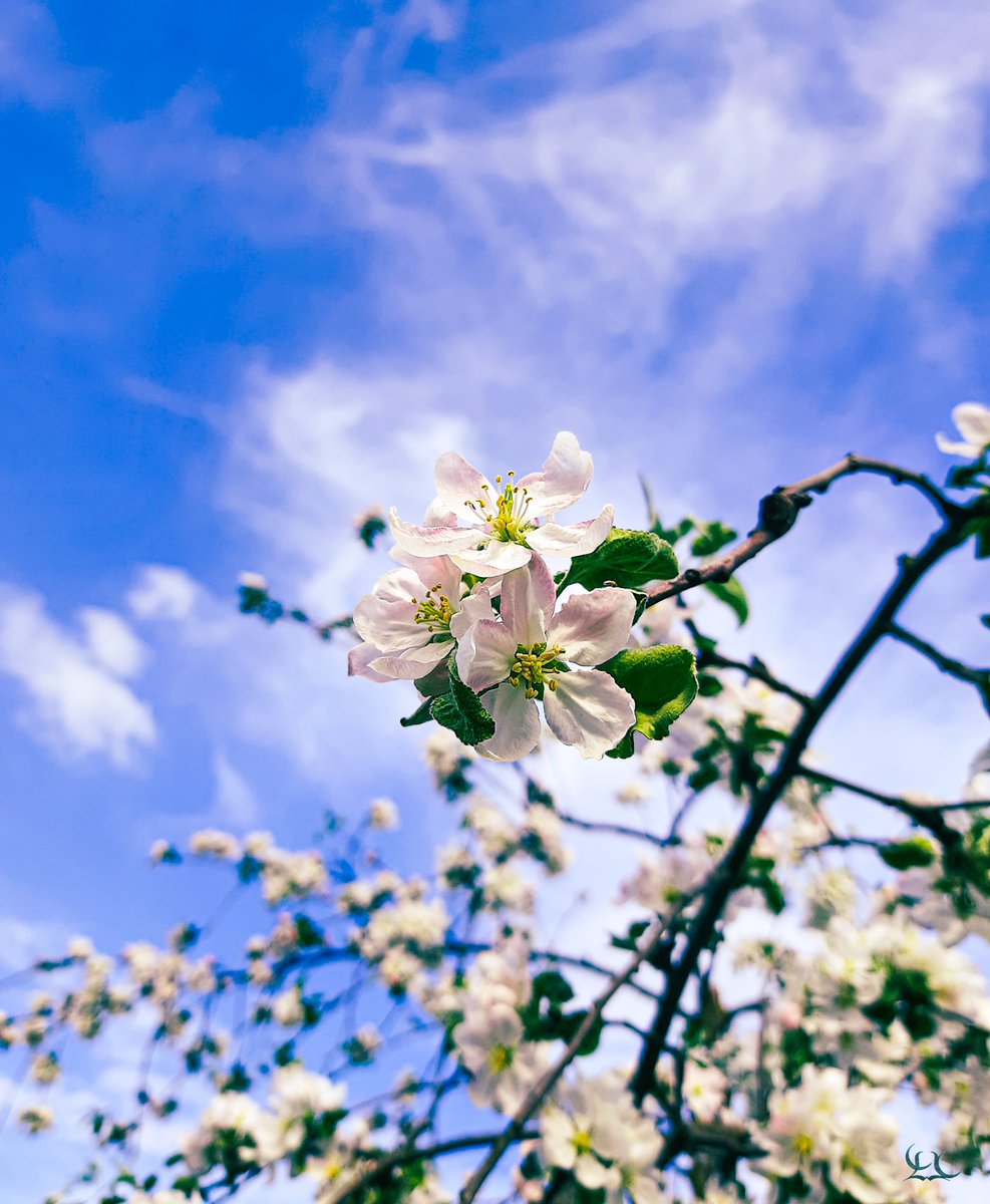 cl_siel's tweet photo. Незважаючи на літню спеку, у мене чомусь весняний настрій 🤭🌸 https://t.co/mSC08X0e68