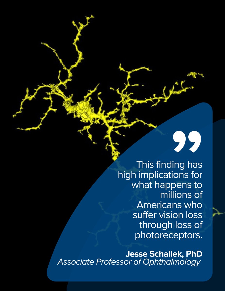 URNeuroscience's tweet image. #URochesterResearch by @schalleklab found when photoreceptor cells in the retina are damaged the brain’s immune cells respond and neutrophils are not recruited to help despite passing through nearby blood vessels @FlaumEye
via @eLife 👉 elifesciences.org/articles/98662