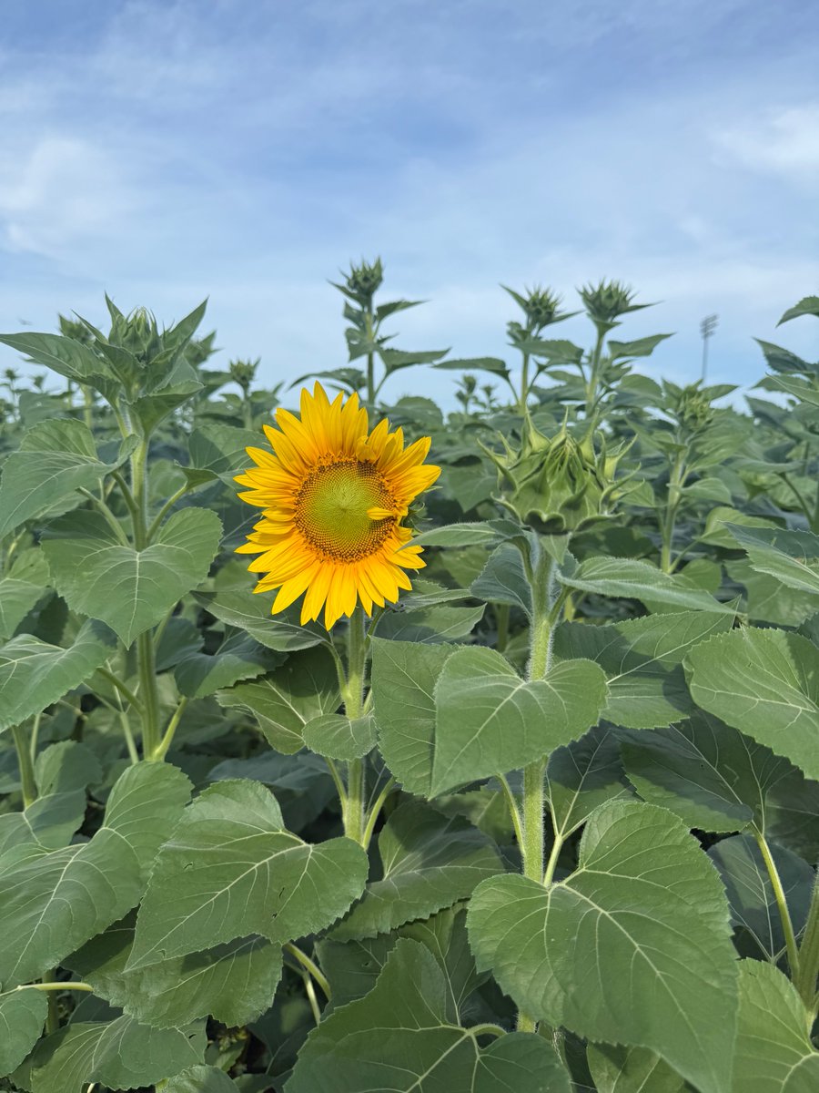 ClearviewFarmIL's tweet photo. I spy... our first sunflower bloom! 🌻
We're not at full bloom just yet, but it's coming soon—expect a burst of sunflower beauty in the next few days. By this time next week (or even sooner), the field will be glowing!

The sunflower field is sponsored by Farm Credit Illinois. https://t.co/vVB38FNJso