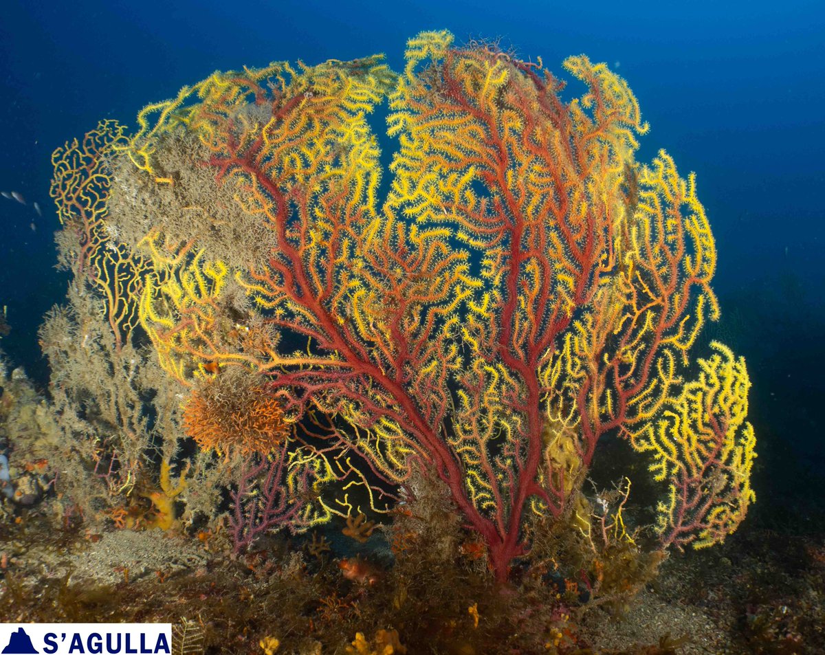 S'Agulla Educa. Med. (@sagullaem) on Twitter photo Punt 20 (-54m) Gorgònies a tope! / Sea fans everywhere! gorgoniesdelaselva.blogspot.com/2025/07/punt-2… Punt 20 (-54m) Gorgònies a tope! / Sea fans everywhere! gorgoniesdelaselva.blogspot.com/2025/07/punt-2…