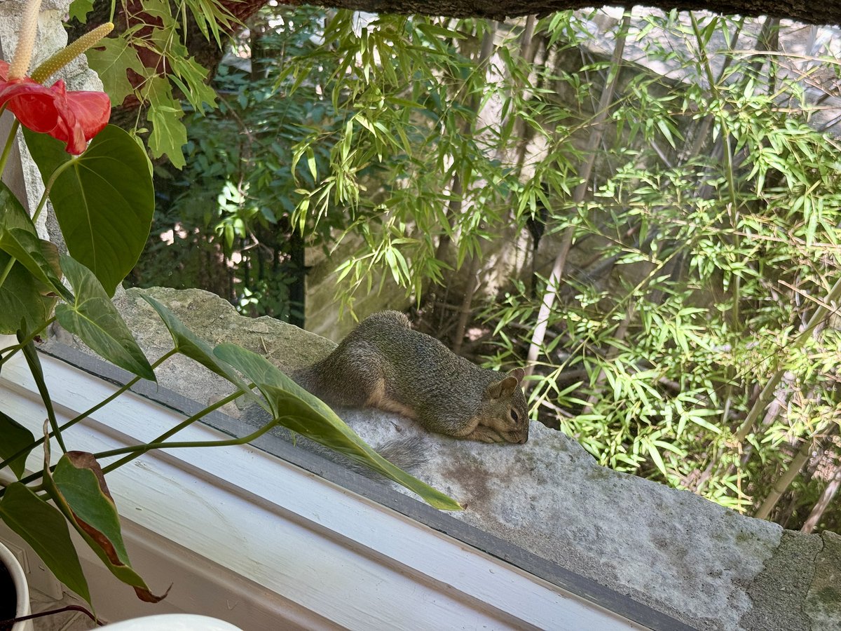 gregosuri's tweet image. I befriended a feral squirrel, and she now likes to hang out at my office window.
What should I call her?