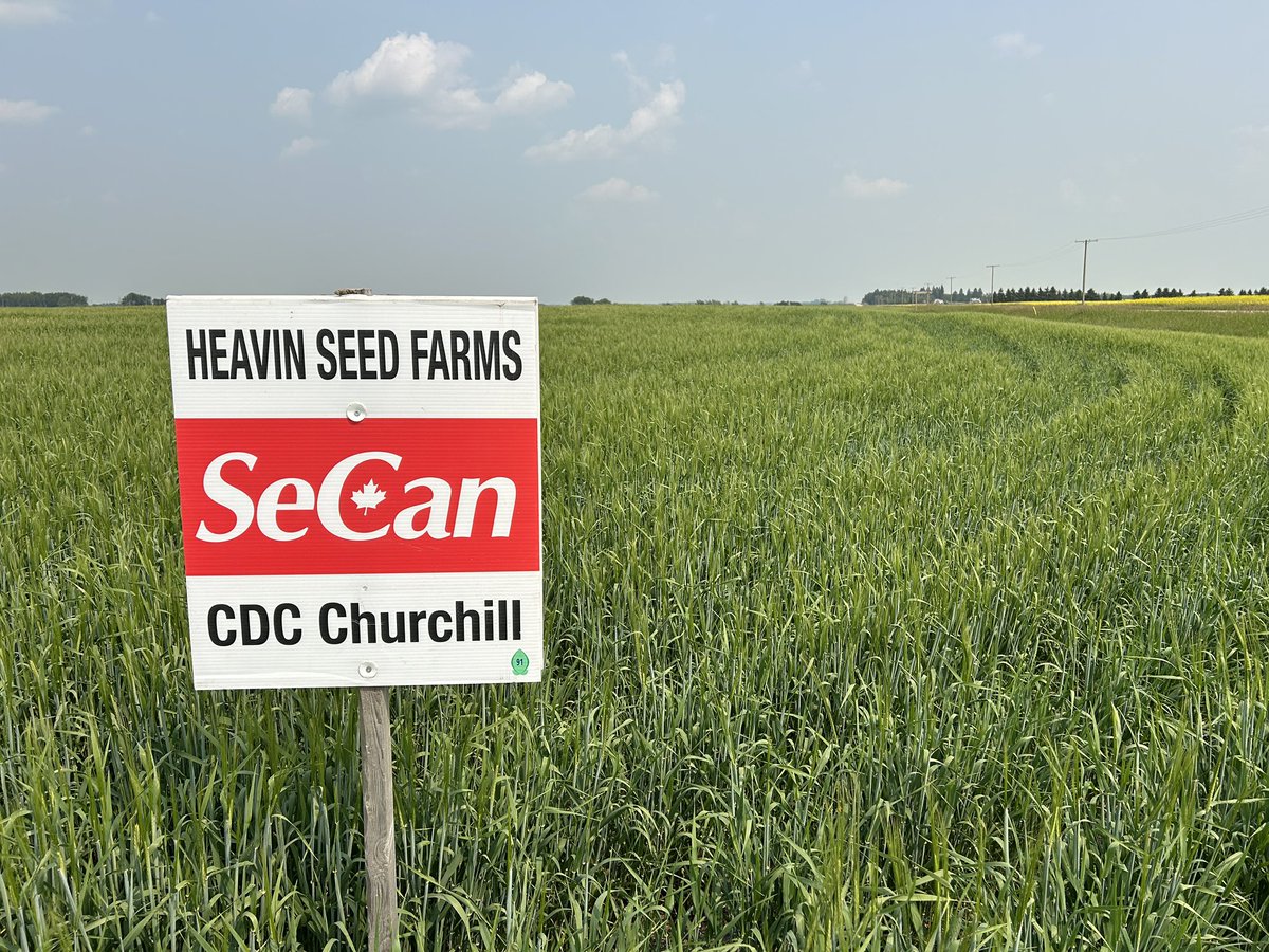 <a href="/SeCanLauren/">Lauren Wensley🌾</a> <a href="/SeCanTodd/">Todd Hyra</a> <a href="/SeCan/">SeCan</a> CDC Durango or Austenson 2.0. New to the Feed/forage barley market. And CDC Churchill malt barley. Biggest yielder in the book and growing market acceptance.