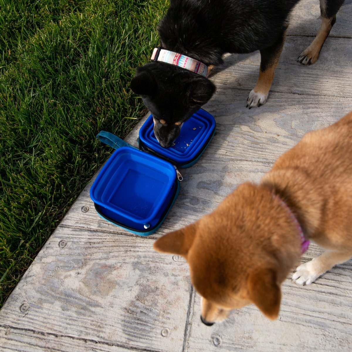 petiquepets's tweet photo. Keeping your pets fed and hydrated on the go is essential! Petique’s Portabowl Pet Bowl makes it easy🐾 It has dual collapsible bowls and a compact zip-up case, and is perfect for travel, hikes, or daily walks!💚

#pets #petsafety #dogbowl #dogsafety #dogsafetytips #summertips https://t.co/d9KWg8HTtr