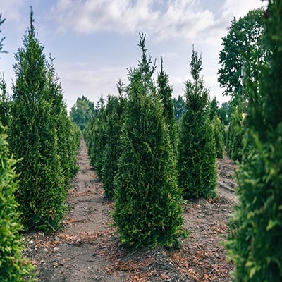 LandscapeMgmt's tweet image. Product of the day: #PetittiFamilyFarms Thuja Plicata Green Giant #Sponsored
Learn more: heyor.ca/gx3TwT