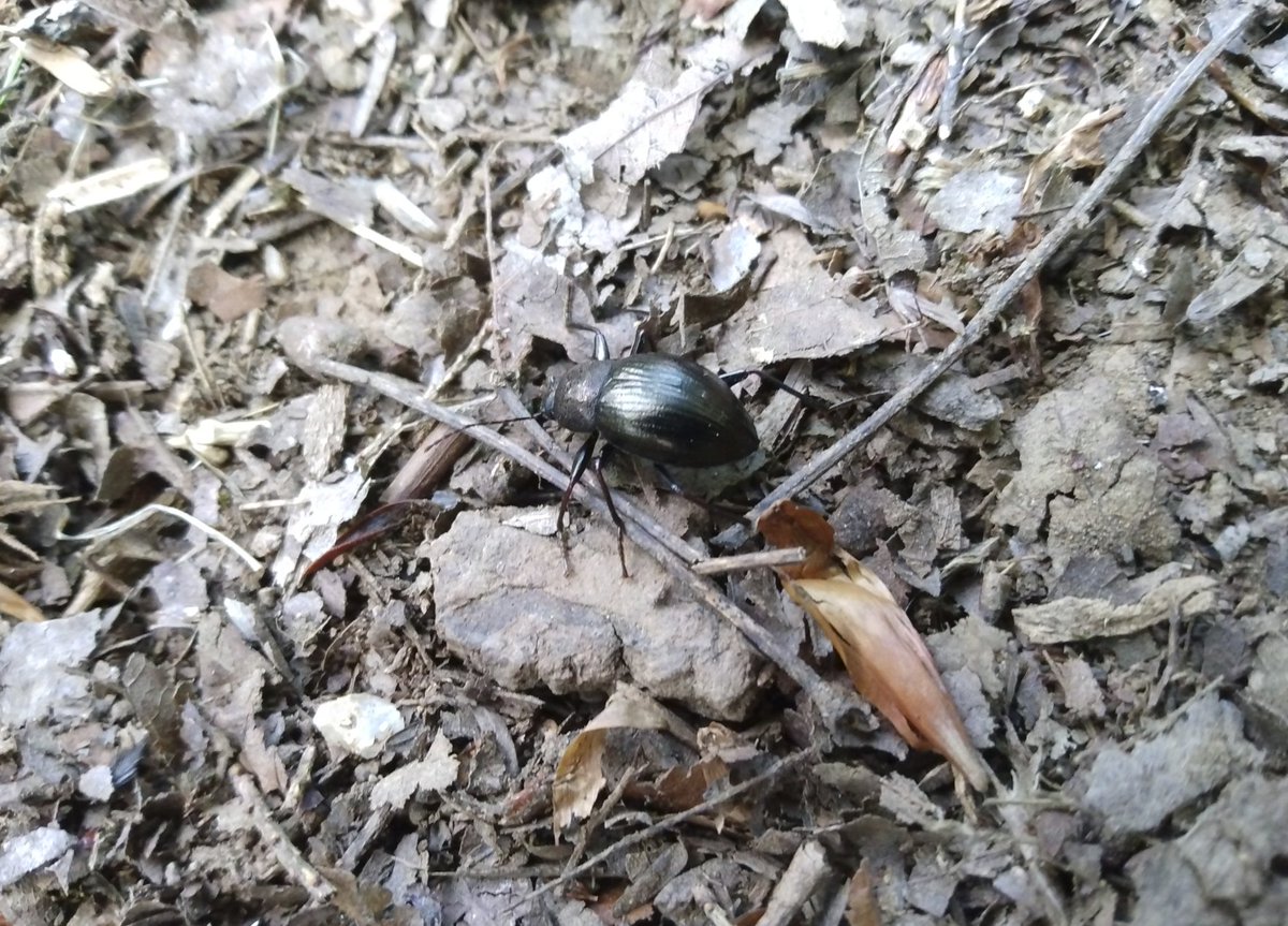 thatgroyper2's tweet photo. Today's literal Bug of the Day is this small beetle I spotted on a hike 2 days ago. Looks to be some species of Ground Beetle. Was around 1 cm long and moved quickly. He had places to go, so I didn't hold him up too long.
#BugOfTheDay
#Natureposting
#BOTD
#GroyperSeason https://t.co/8MdAzd0hsM