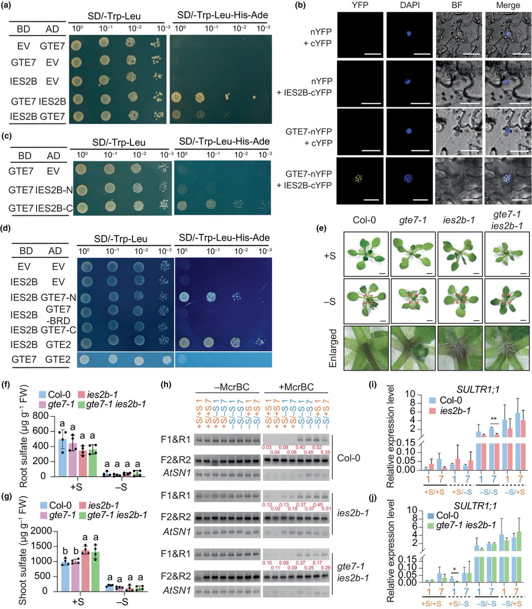 NewPhyt's tweet image. Epigenetic regulation of sulfur homeostasis in Arabidopsis
Luo et al.
📖 nph.onlinelibrary.wiley.com/share/WGMK5TH3…