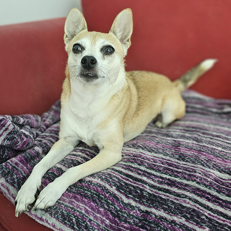 Chihuahua lovers, meet Penny! This sweet 6-year-old needs a loving home after losing her mom. Loyal and full of personality, she'll dance with joy when she trusts you. Ready to adopt? Fill out an application today! shelterluv.com/matchme/adopt/…

#MiddletownNY #MiddletownNYShelter