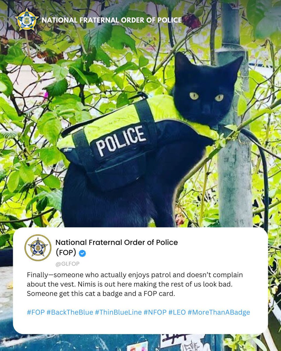 GLFOP's tweet image. You’ve got backup—just maybe not the kind you expected.
Meet Nimis, the Amsterdam houseboat cat who’s taken up patrol in a police vest. Locals say he never misses a round, always shows up in uniform, and keeps a watchful eye on the neighborhood. He’s not chasing suspects, but he…