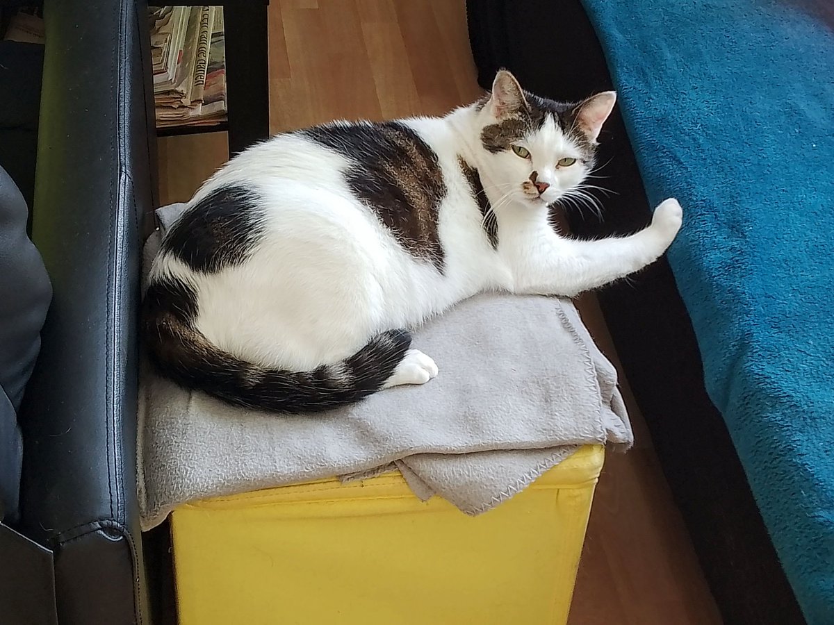 This week been cancel. I go be away from the Twitter.

But if any of yous like folo my #FrontpawFriday trend, the theme of this week be build mussels 💪

So yous go use that paw for bench presses like I has show. Yous go find benches in the room of 9 lives in your forever homes.