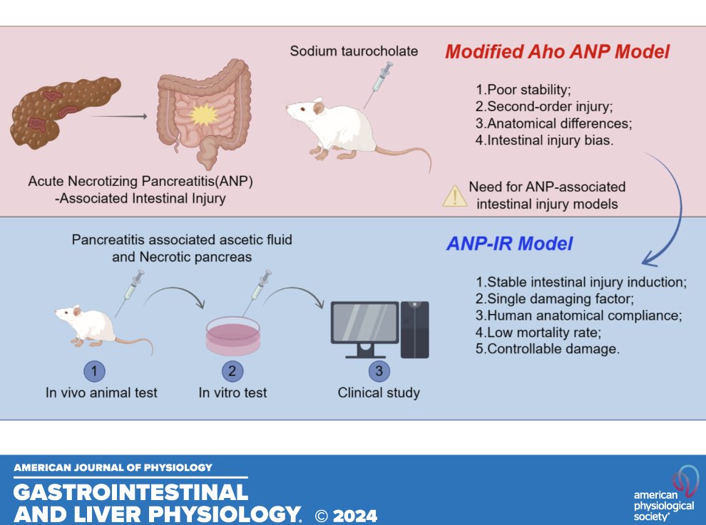 ajpgi's tweet image. From our Cell and Animal Models of #Gastrointestinal #Disease collection comes today&apos;s #ThrowbackThursday piece, Construction and validation of a rat model of acute necrotizing pancreatitis-associated intestinal injury (Haojie Jiang et al.):

ow.ly/Pxww50WuGpa