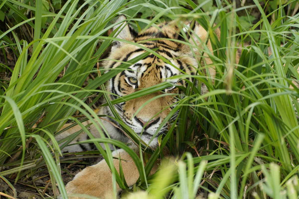 Longleat's tweet image. Been asked to post this picture of grass. Don't know why, but enjoy I guess 🤷